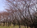 新潟市　桜